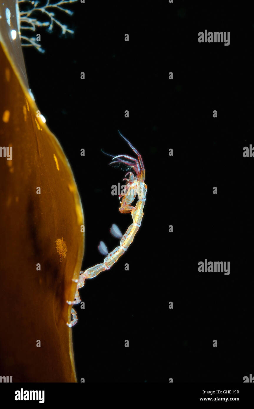 Lineare Skeleton Shrimps oder Ghost Garnelen (Caprella Linearis) weißes Meer, russische Arktis Stockfoto