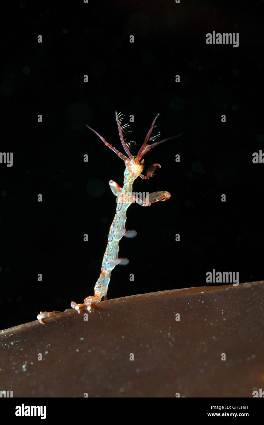 Lineare Skeleton Shrimps oder Ghost Garnelen (Caprella Linearis) weißes Meer, russische Arktis Stockfoto