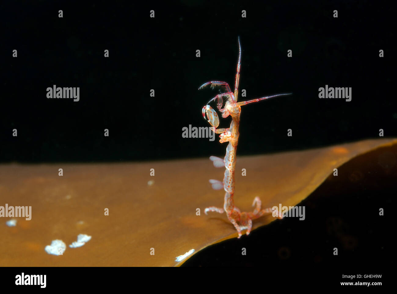 Lineare Skeleton Shrimps oder Ghost Garnelen (Caprella Linearis) weißes Meer, russische Arktis Stockfoto