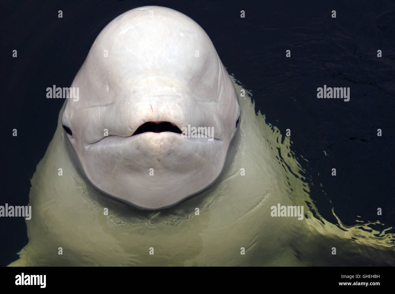 Portrait der Beluga Whale. Weiße Wal (Delphinapterus leucas) im Weißen Meer, russische Arktis Stockfoto