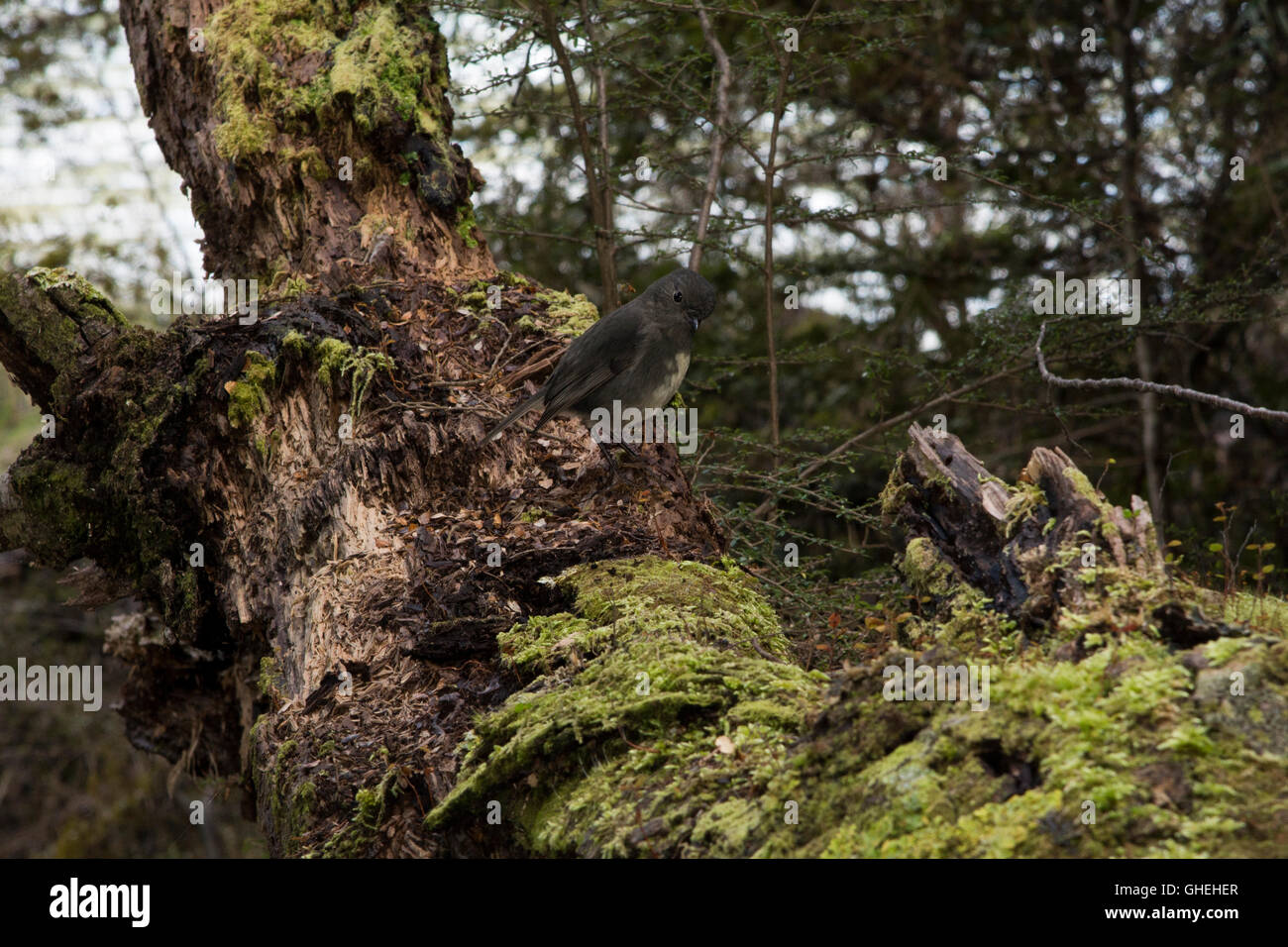 New Zealand Robins sind endemisch in Neuseeland gesehen hier in den südlichen Buchenwald rund um Neuseelands Mavora Seen. Stockfoto