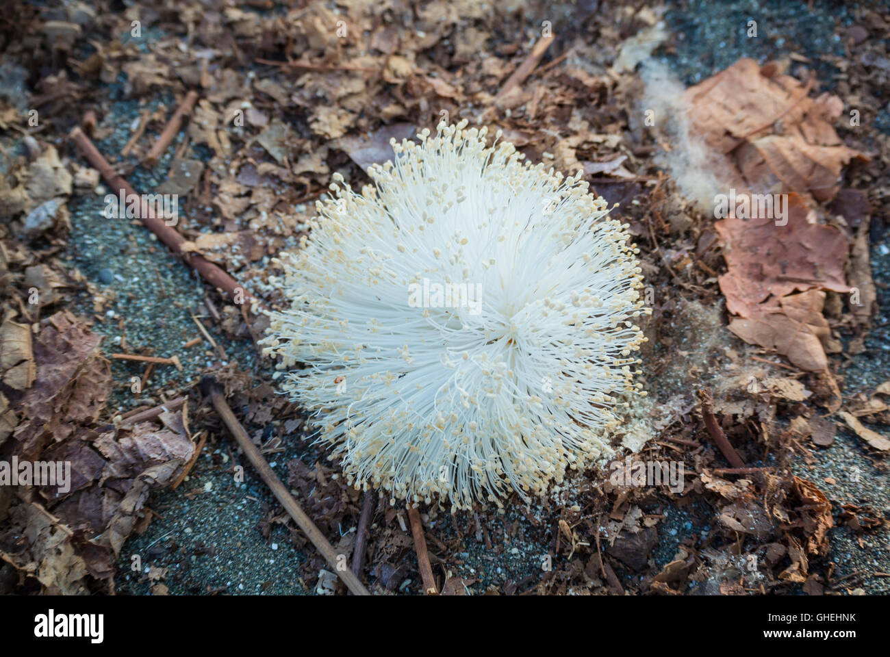 Details der Blume Costa Rica, Mittelamerika Stockfoto