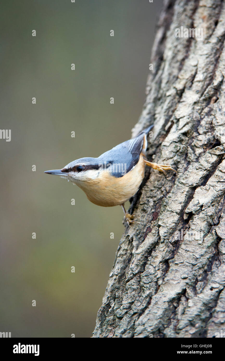 Eurasische Kleiber (Sitta Europaea) - UK Stockfoto