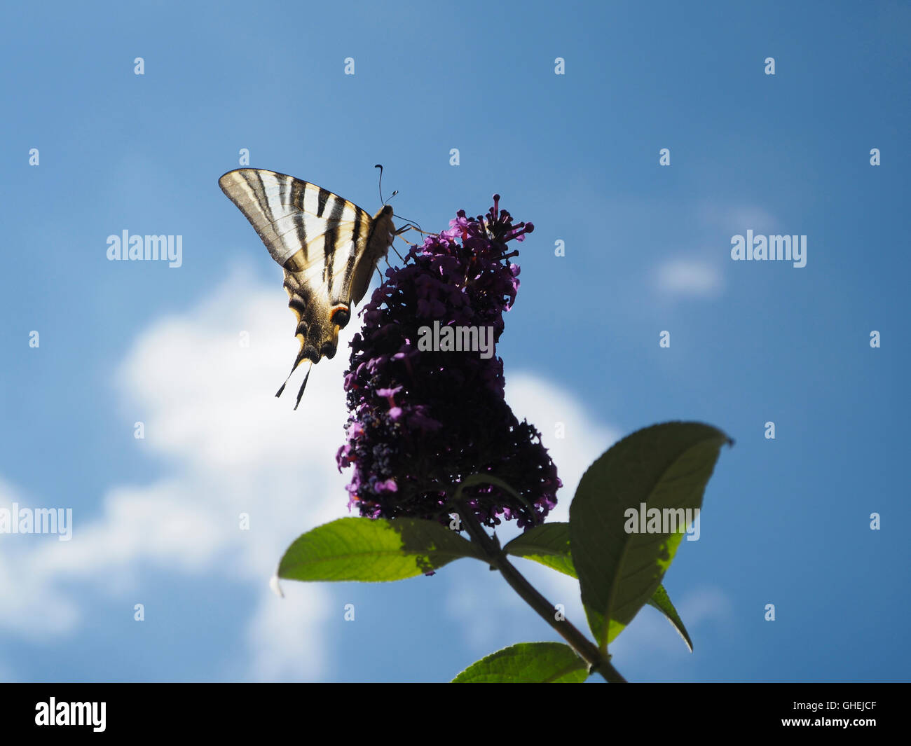 Schwarz / weiß Schmetterling sitzt auf Pflanze Hintergrundbeleuchtung mit blauen Himmel und Wolken, Palairac, Corbieres, Frankreich Stockfoto