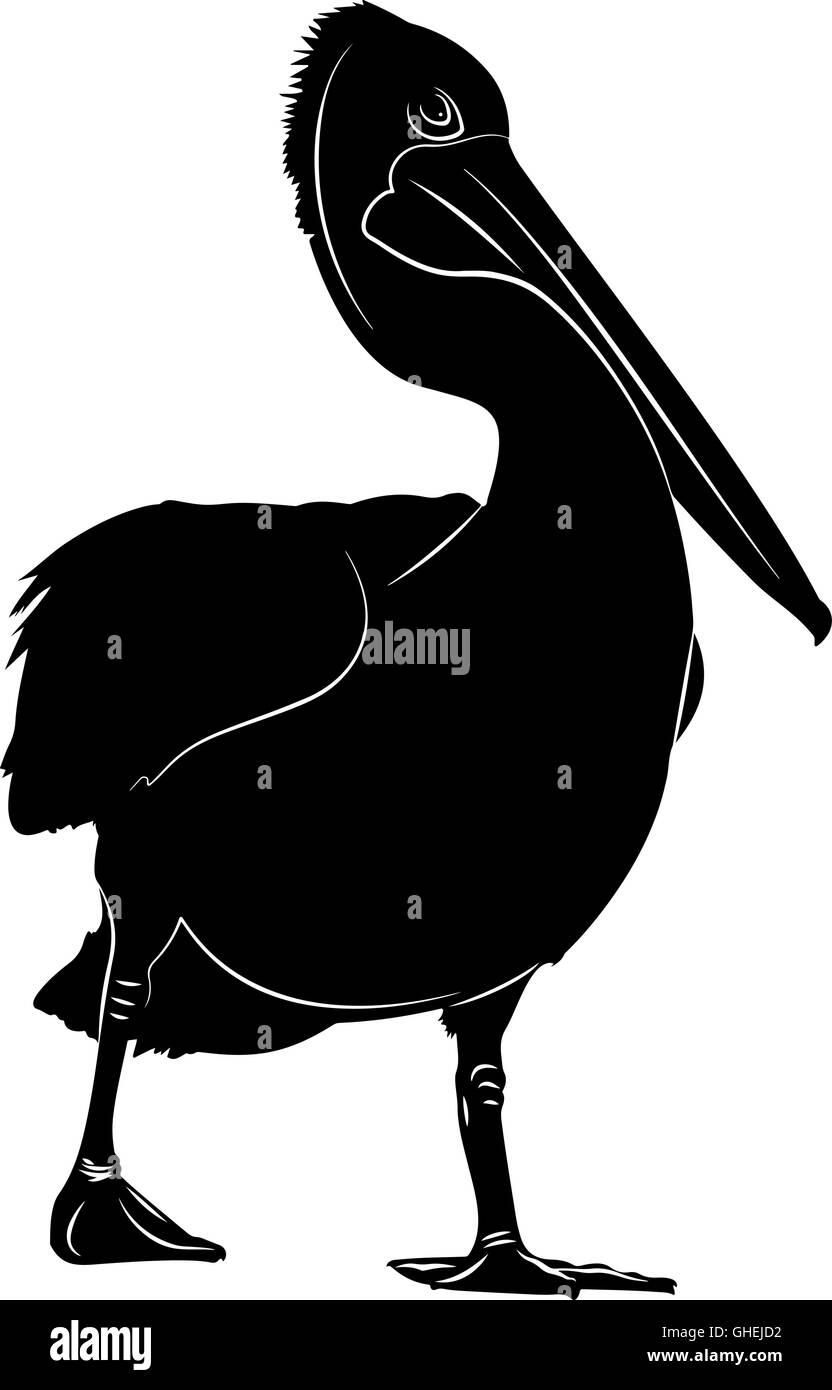 Australischer Pelikan-Porträt-Vektor-Illustration stilisiert in schwarz / weiß Stock Vektor
