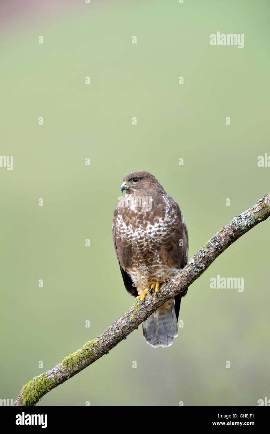 Mäusebussard (Buteo Buteo), UK Stockfoto