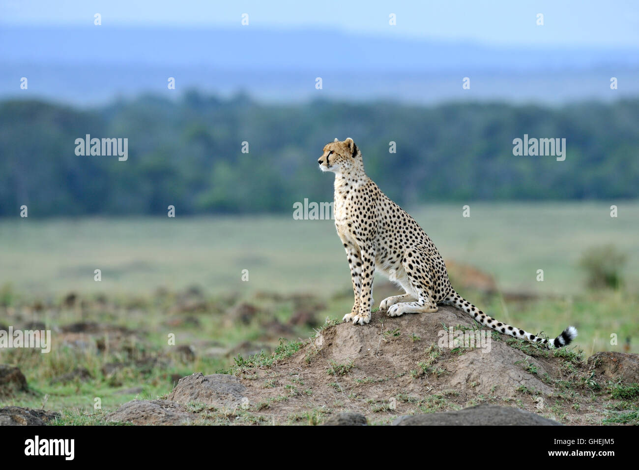 Gepard (Acinonyx Jubatus) im Massai Mara Nationalpark, Kenia, Afrika Stockfoto