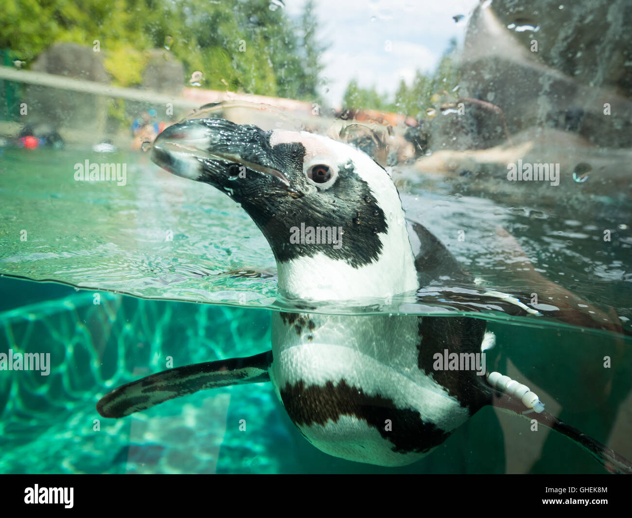 Afrikanische Pinguin, in Gefangenschaft, Schwimmen im Vancouver Aquarium in Vancouver, British Columbia, Kanada. Stockfoto