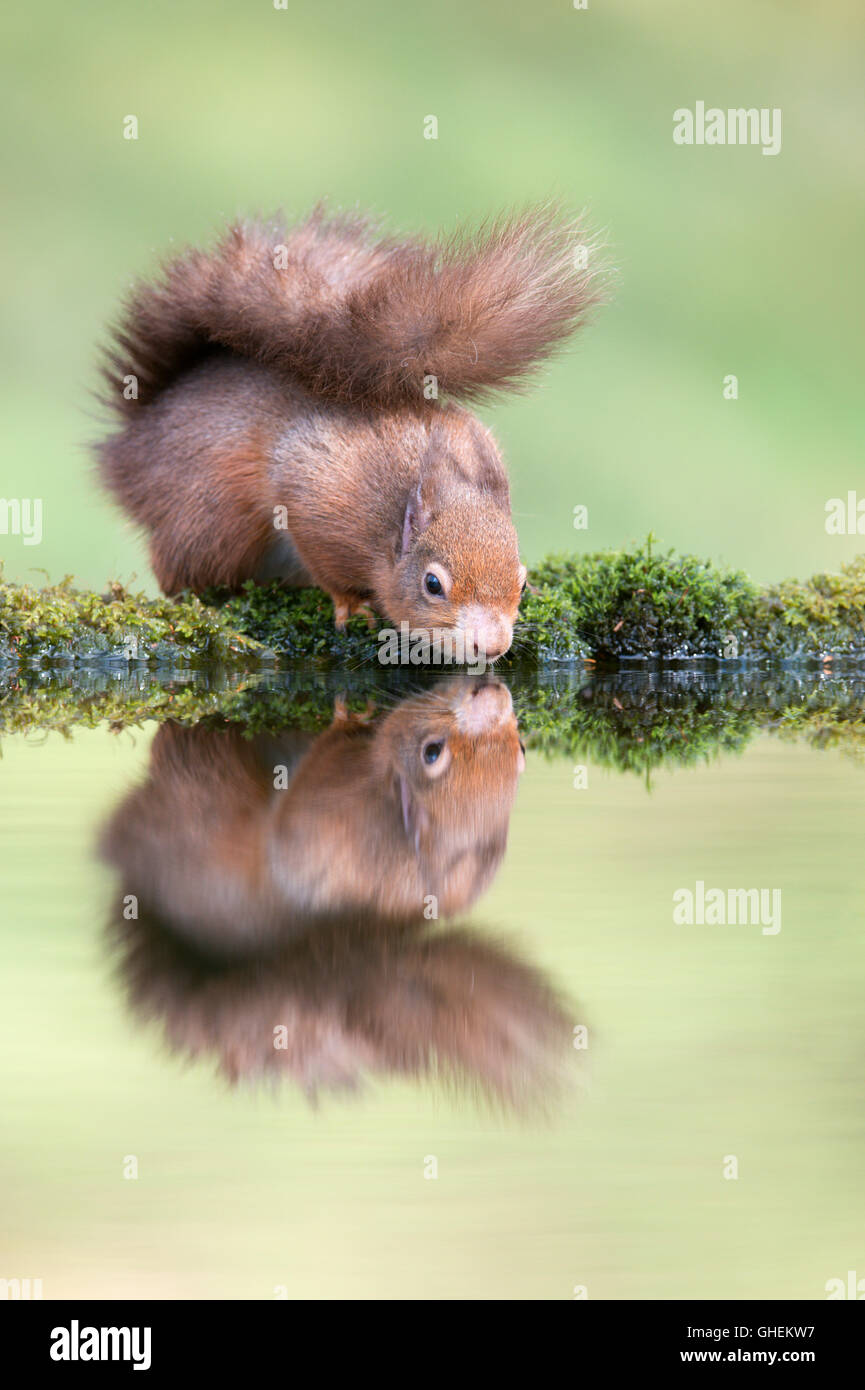 Eichhörnchen (Sciurus Vulgaris) Stockfoto