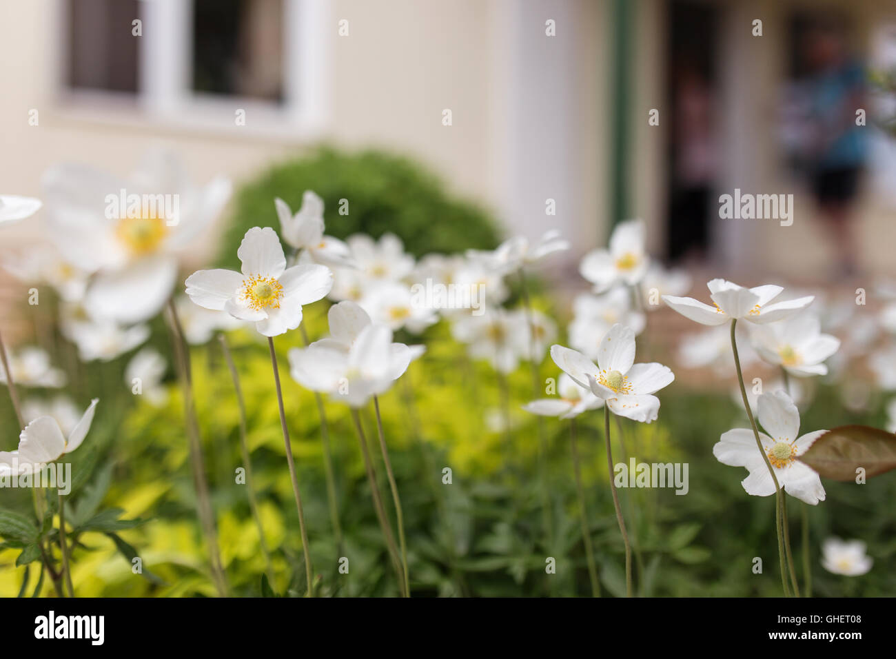 Weiße Blüten der Schneeglöckchen Anemone Sylvestris im Hausgarten, Nahaufnahme Stockfoto