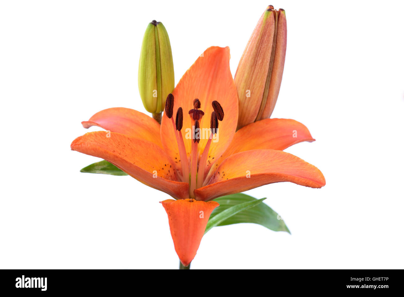 Lilium "Orange Pixie" Zwerg Asiatic Lilie Juni Stockfoto