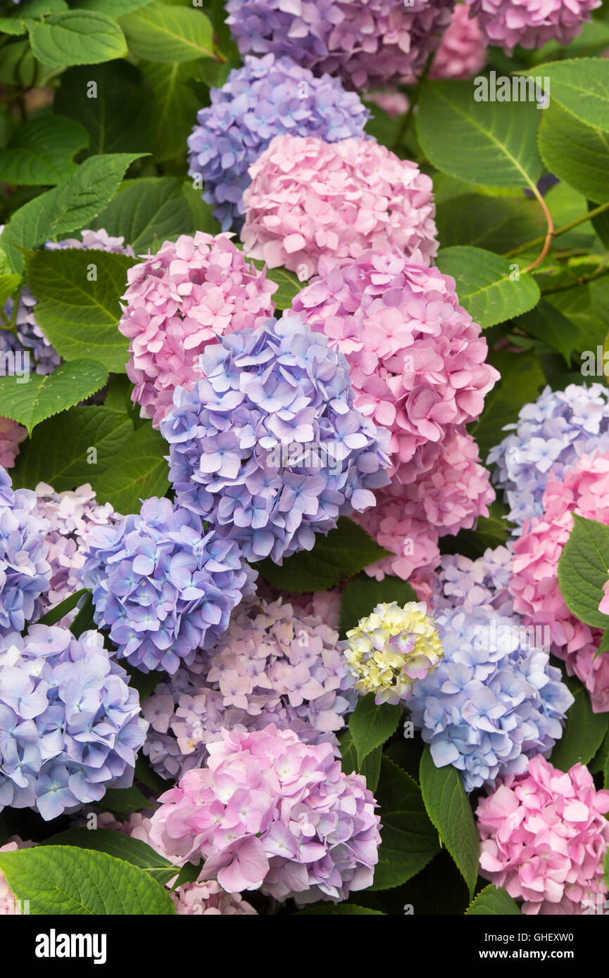 Hydrangea Macrophylla 'Endless Summer Bailmer' blüht Stockfoto