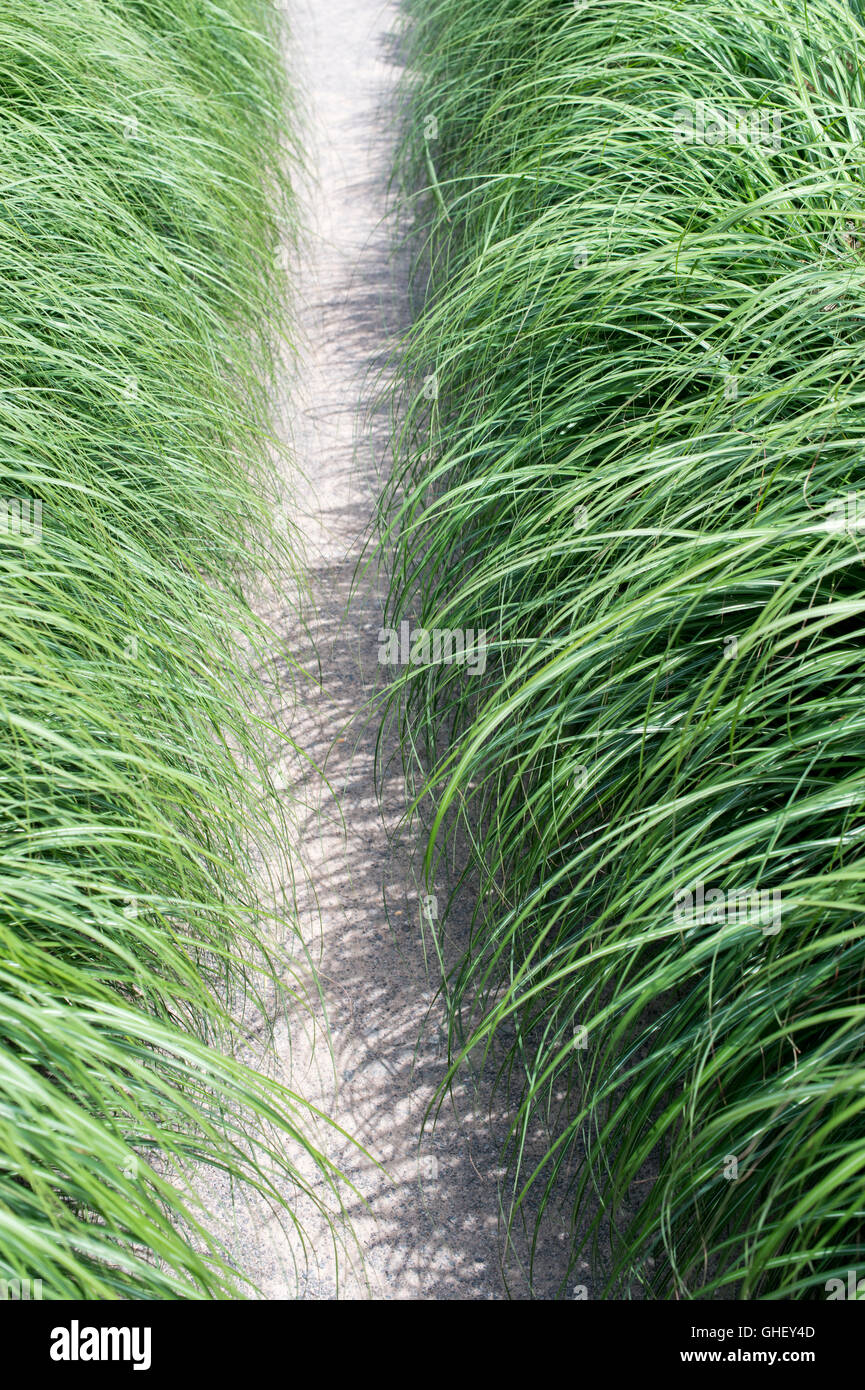 Miscanthus-Rasen entlang eines Gartenweges Stockfoto