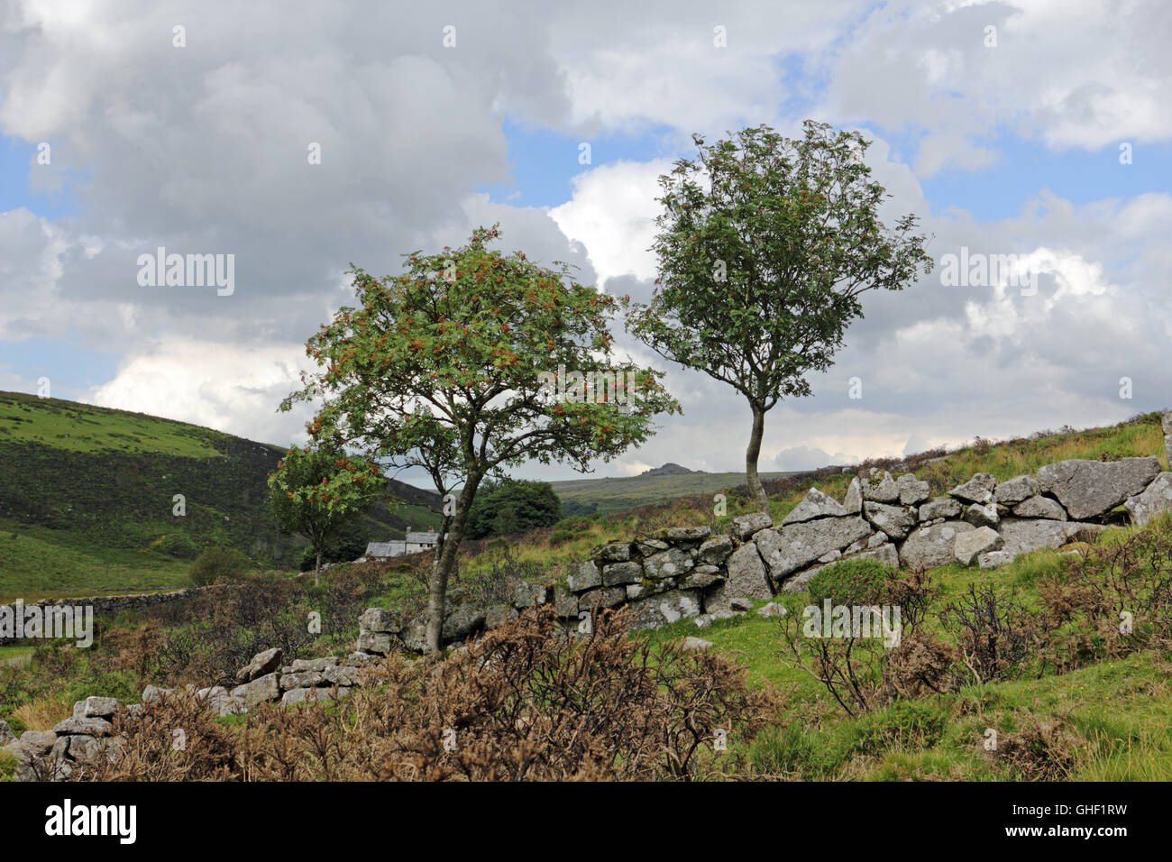 Zwei Bäume auf Dartmoor National Park, Devon England UK Stockfoto