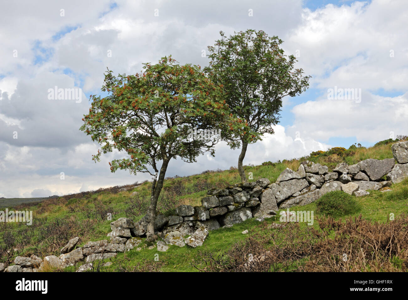 Zwei Bäume auf Dartmoor National Park, Devon England UK Stockfoto
