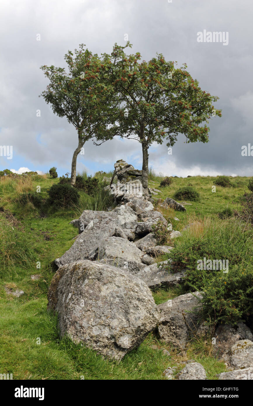 Zwei Bäume auf Dartmoor National Park, Devon England UK Stockfoto