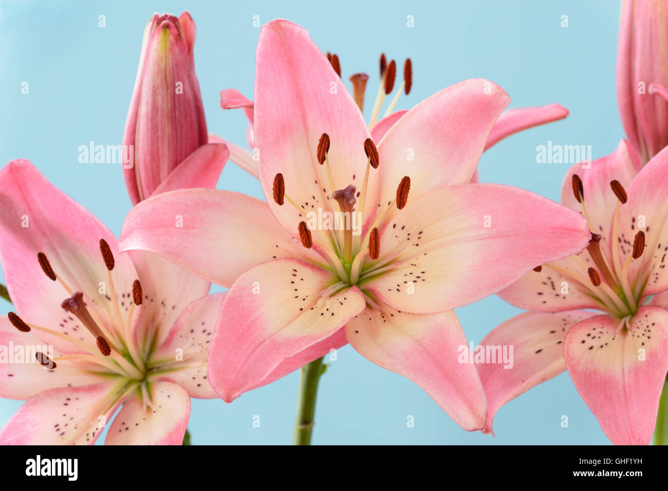 Lilium "Rosella Traum" Asiatic Lilie Juni Stockfoto