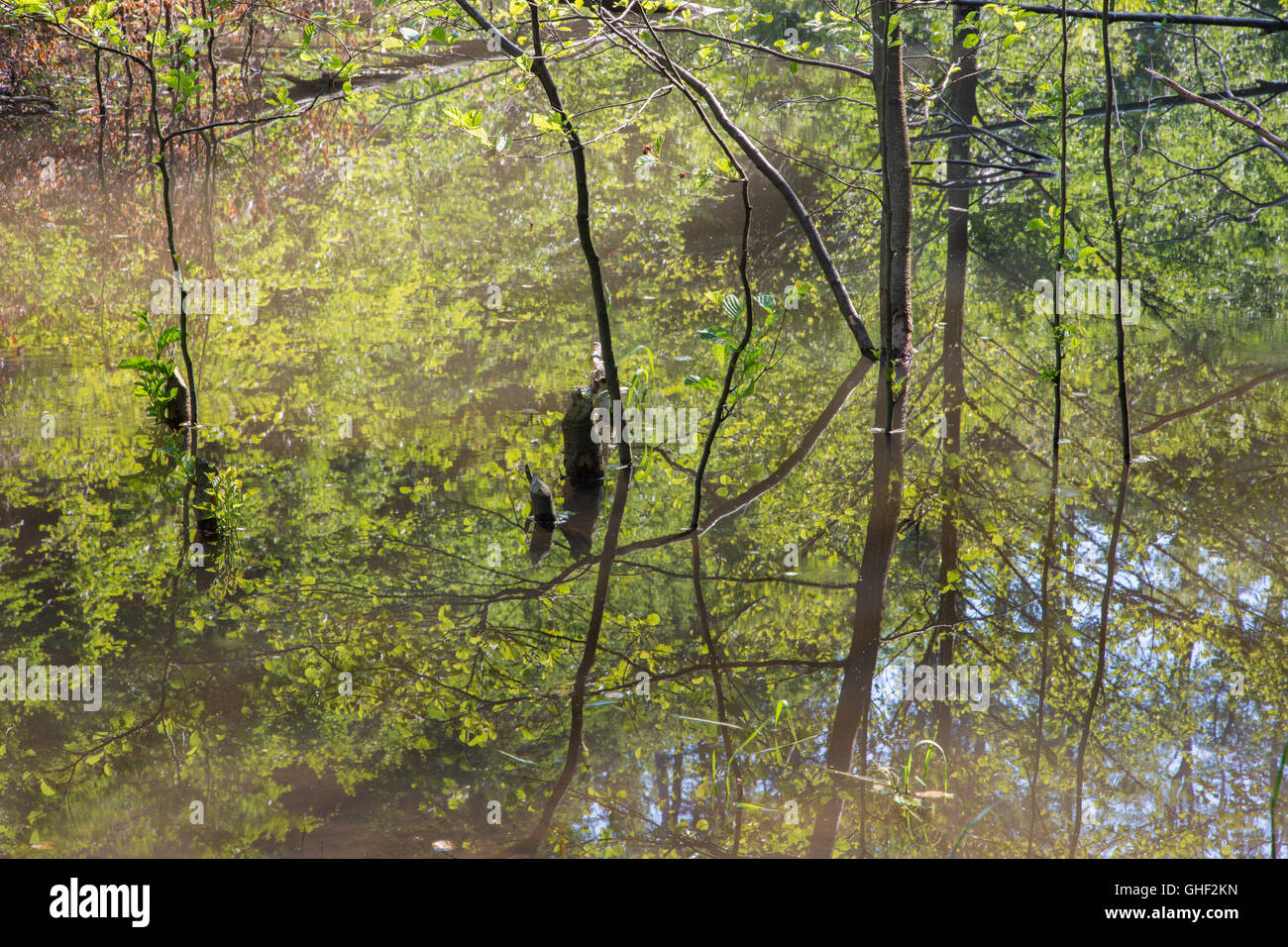 Das Detail von Biber Sperrfeuer auf den Bach im Wald der kleinen Karpaten - Slowakei Stockfoto