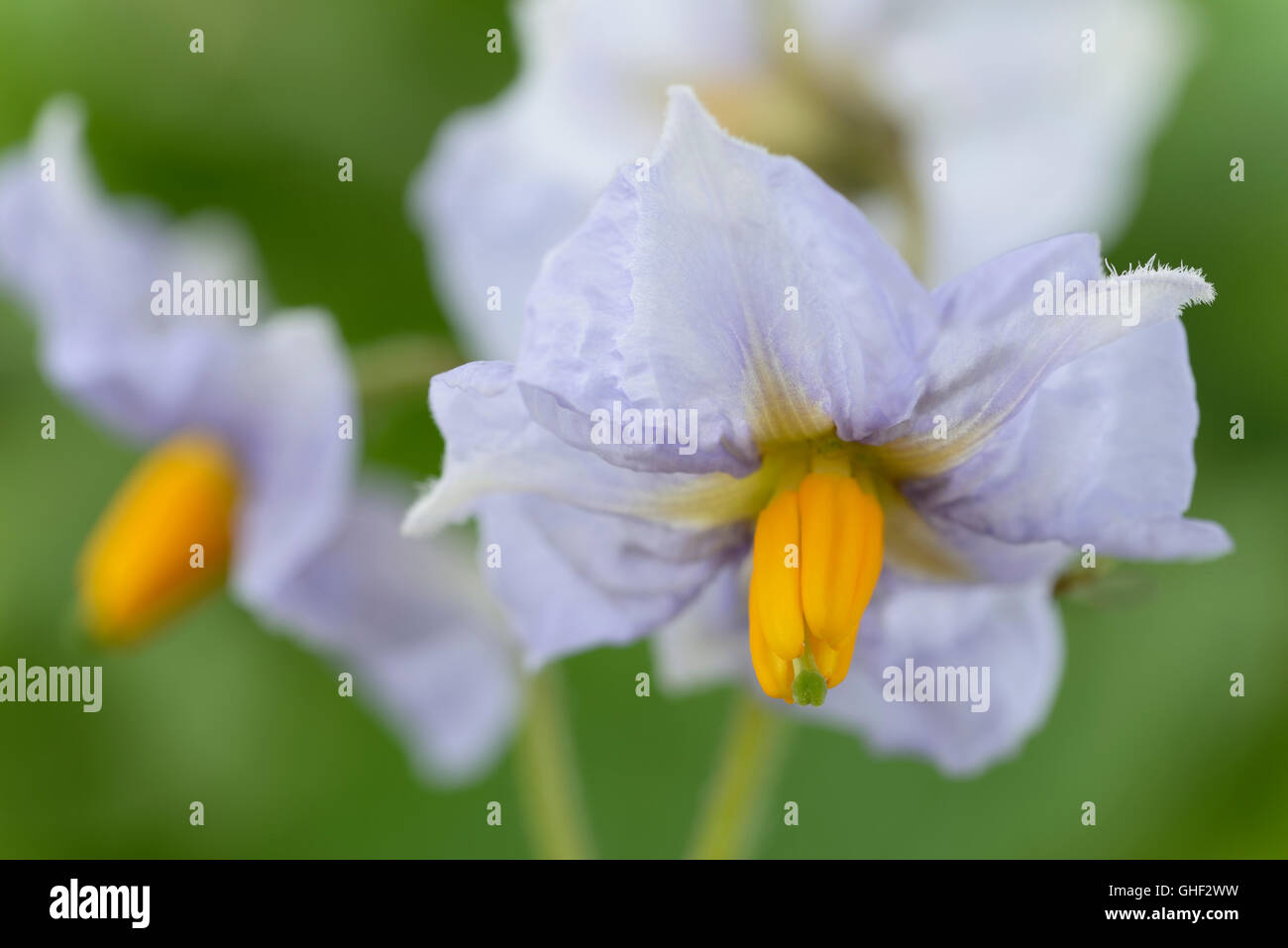 Solanum Tuberosum 'Rocket' Kartoffel Blüte Juni Stockfoto