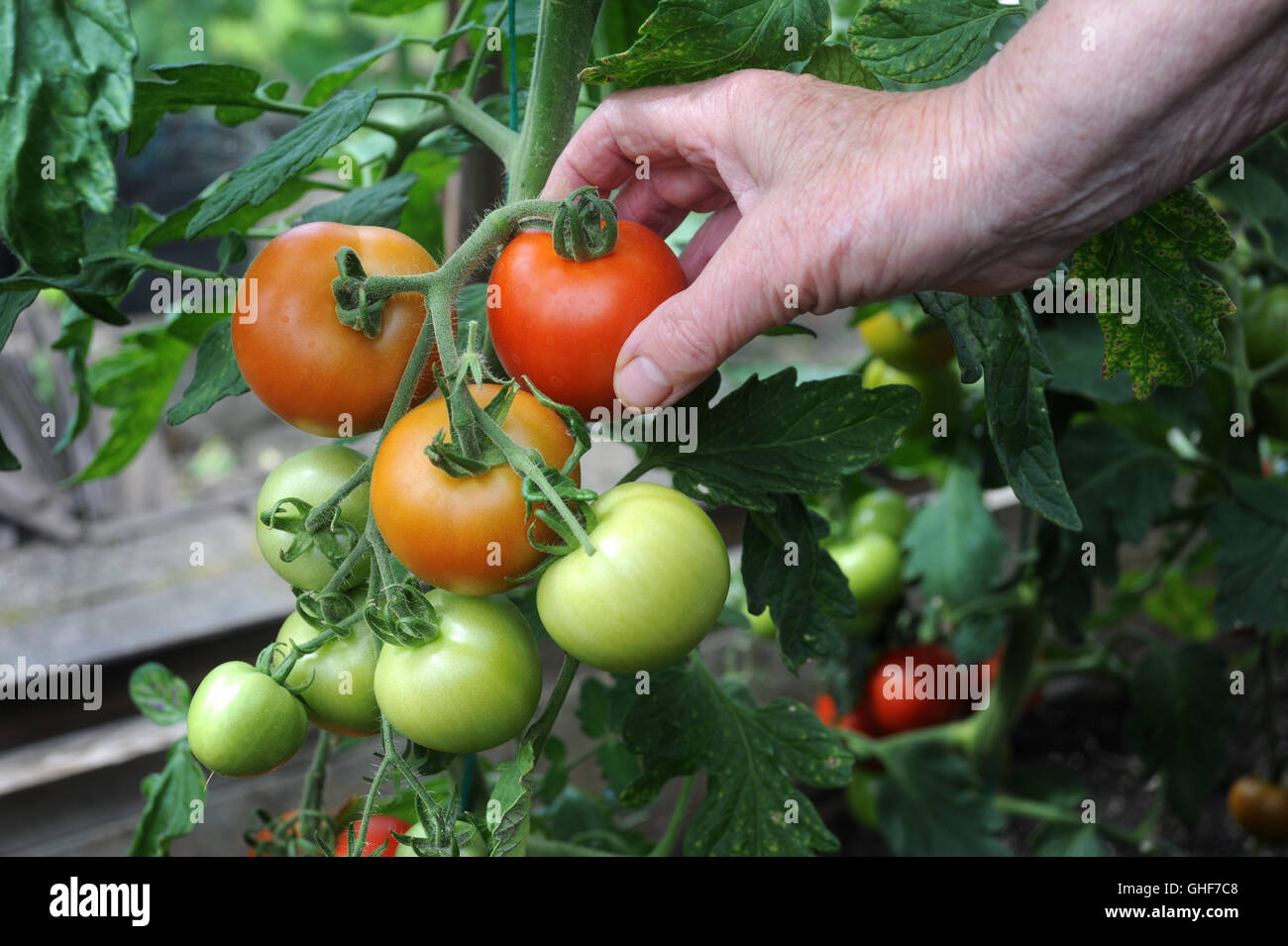 REIFE ROTE MONEYMAKER TOMATE MIT REIFEN TOMATEN GEPFLÜCKT GESUNDE ERNÄHRUNG WÄCHST GEMÜSE GEWÄCHSHAUS GARTENARBEIT OBST UK Stockfoto