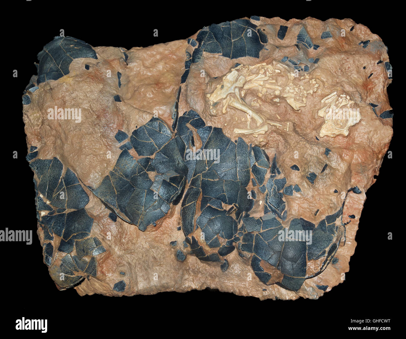 Oviraptorosaur fossilen Embryo und Ei Schale Fragmente, späte Kreidezeit, vor 100 Millionen Jahren China Stockfoto