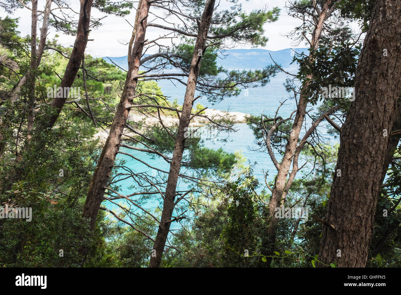 Rabac, Istrien, Kroatien. Wald an einem Sommertag Stockfoto