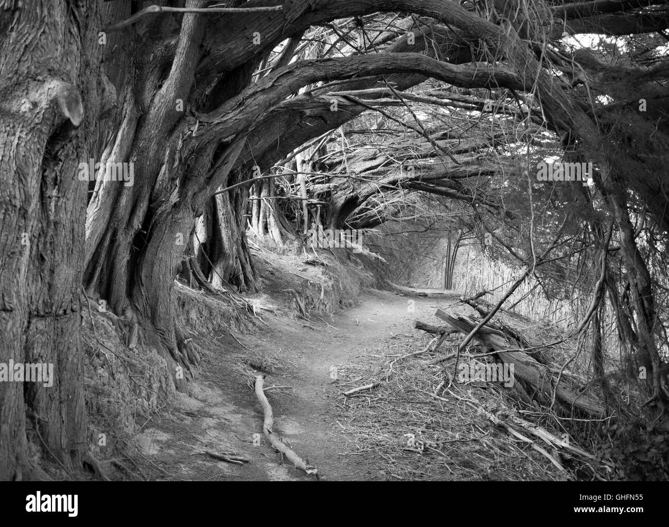 Die mystischen aussehende Weg hohle Gasse außerhalb Akaroas Kurort (Neuseeland) aufgerufen. Stockfoto