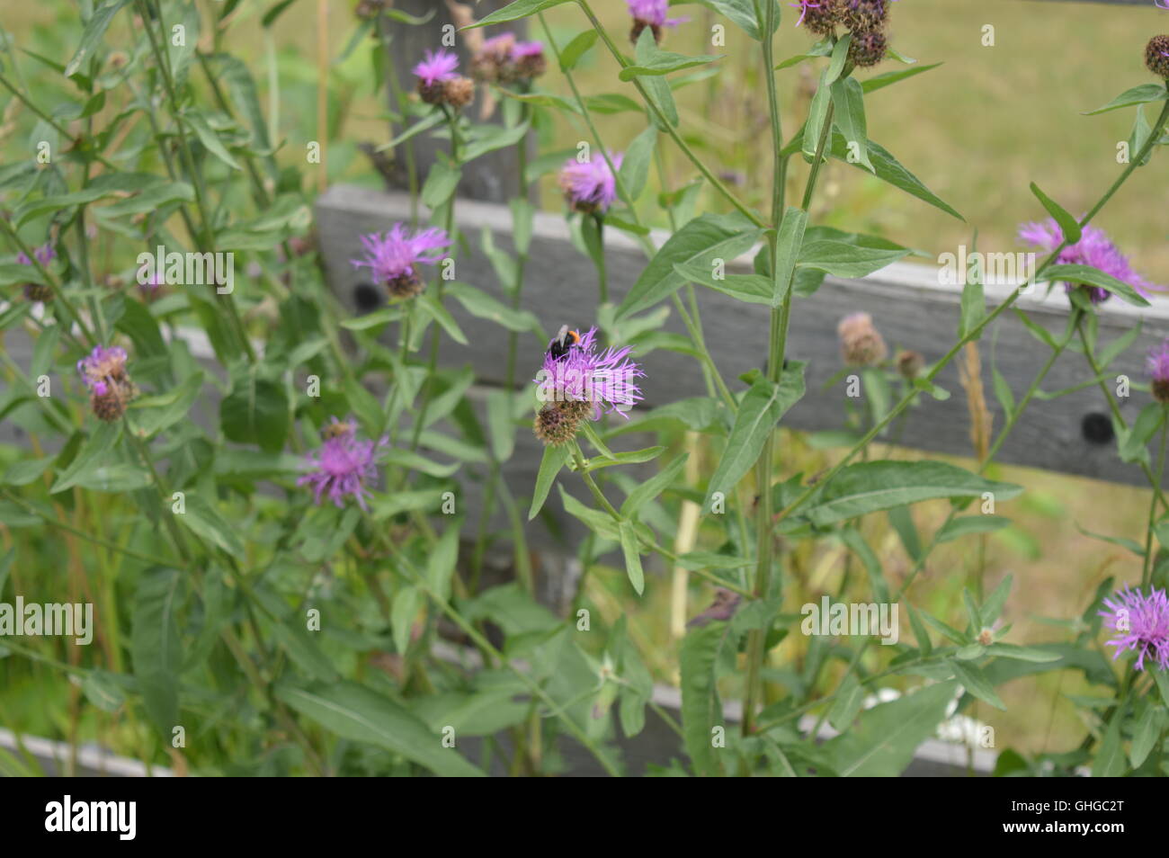 Eine Biene auf eine Wildblume Stockfoto