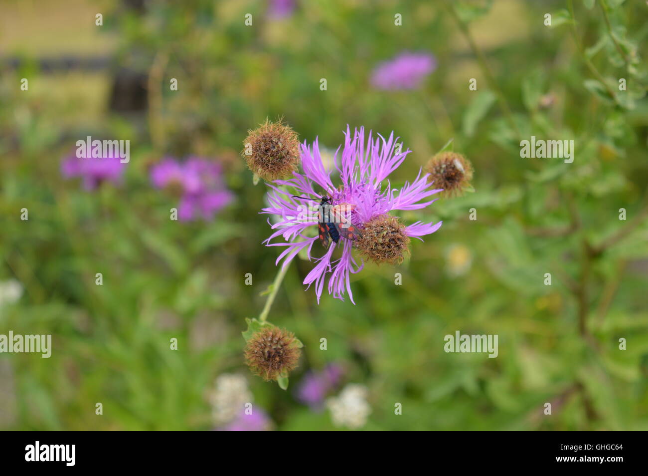Nahaufnahme der ein schwarzes Insekt mit roten Punkten auf eine Wildblume Stockfoto