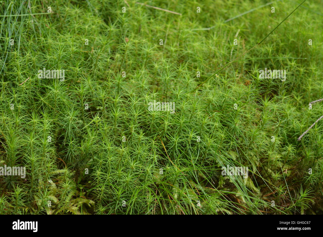 Grünes Moos in einem Wald Stockfoto