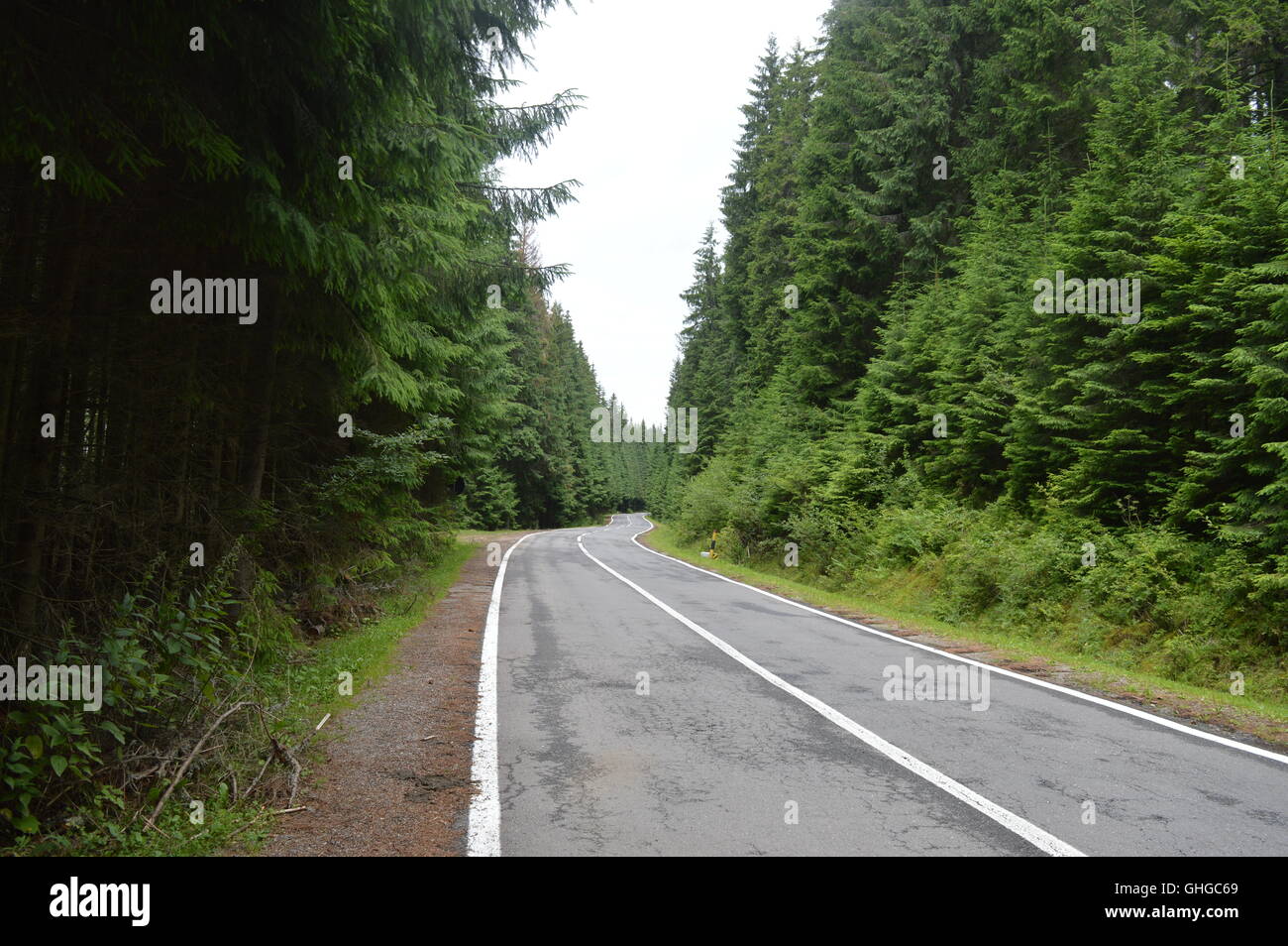 Eine Straße durch einen Wald von Nadelbäumen Stockfoto