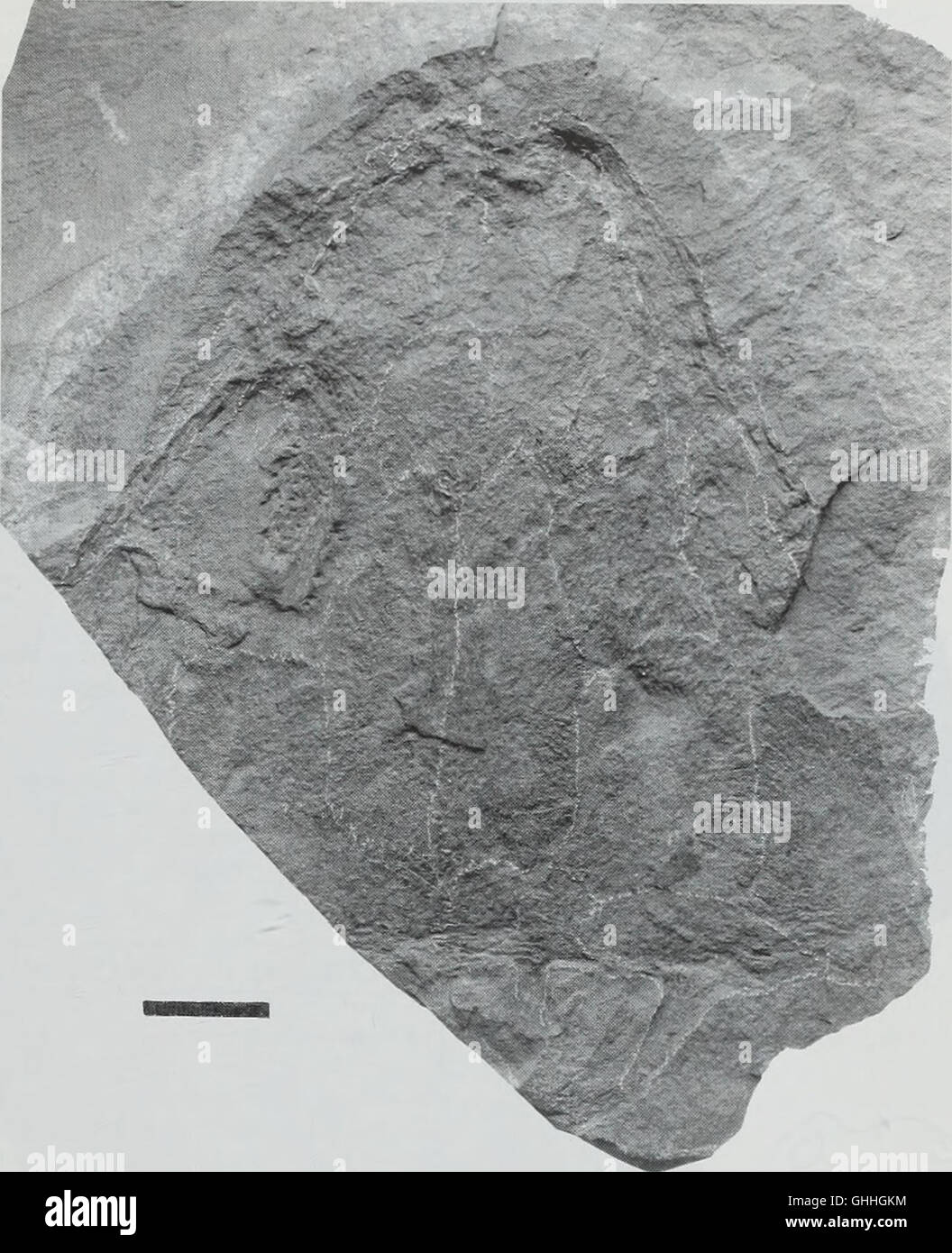 Bulletin of the Natural Histort Museum. Geologie-Serie (1998) Stockfoto