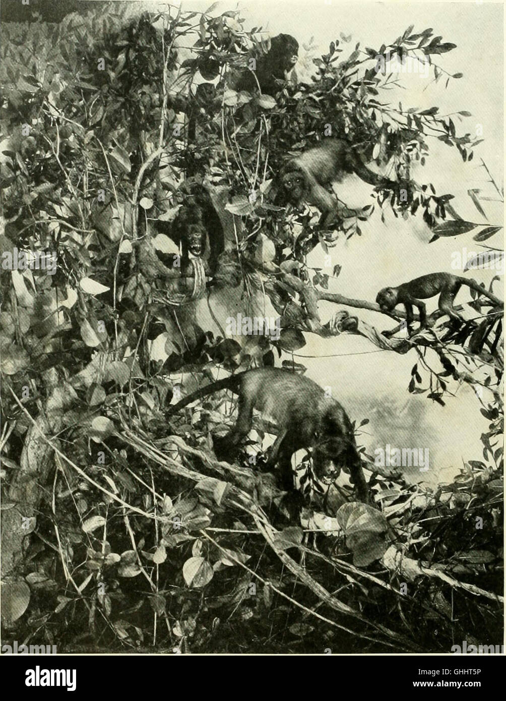 Diese Arbeit aus dem Jahr 1928 erforscht die evolutionäre Entwicklung des menschlichen Gehirns und verfolgt seine Ursprünge von Primaten bis hin zum modernen Menschen. Es untersucht anatomische, physiologische und Verhaltensänderungen, die zu einem komplexen menschlichen Gehirn führten. Stockfoto