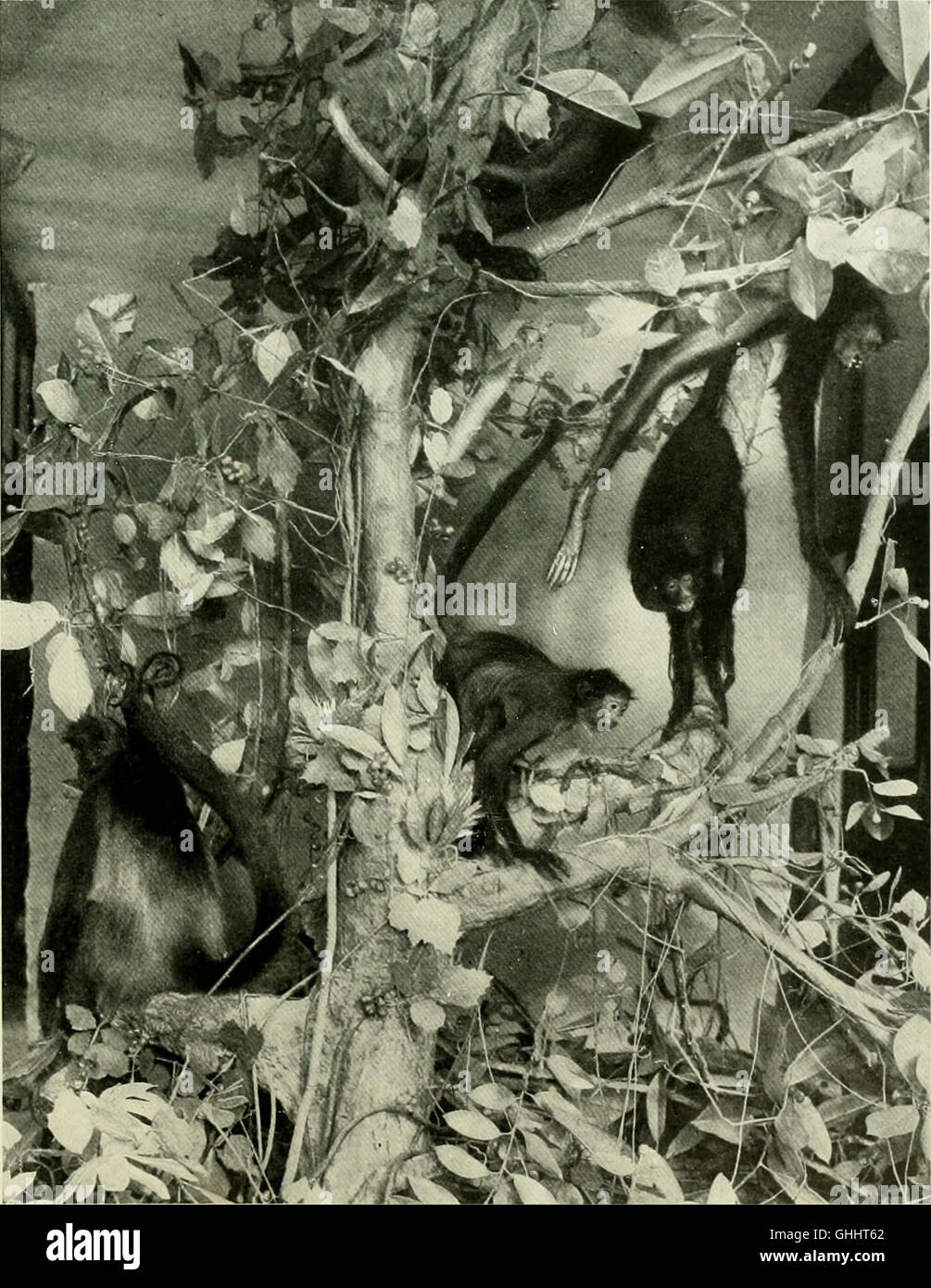 Diese Studie aus dem Jahr 1928 untersucht die Evolution des Gehirns vom Primaten zum Menschen und analysiert strukturelle Veränderungen, kognitive Entwicklung und neurologische Fortschritte. Stockfoto