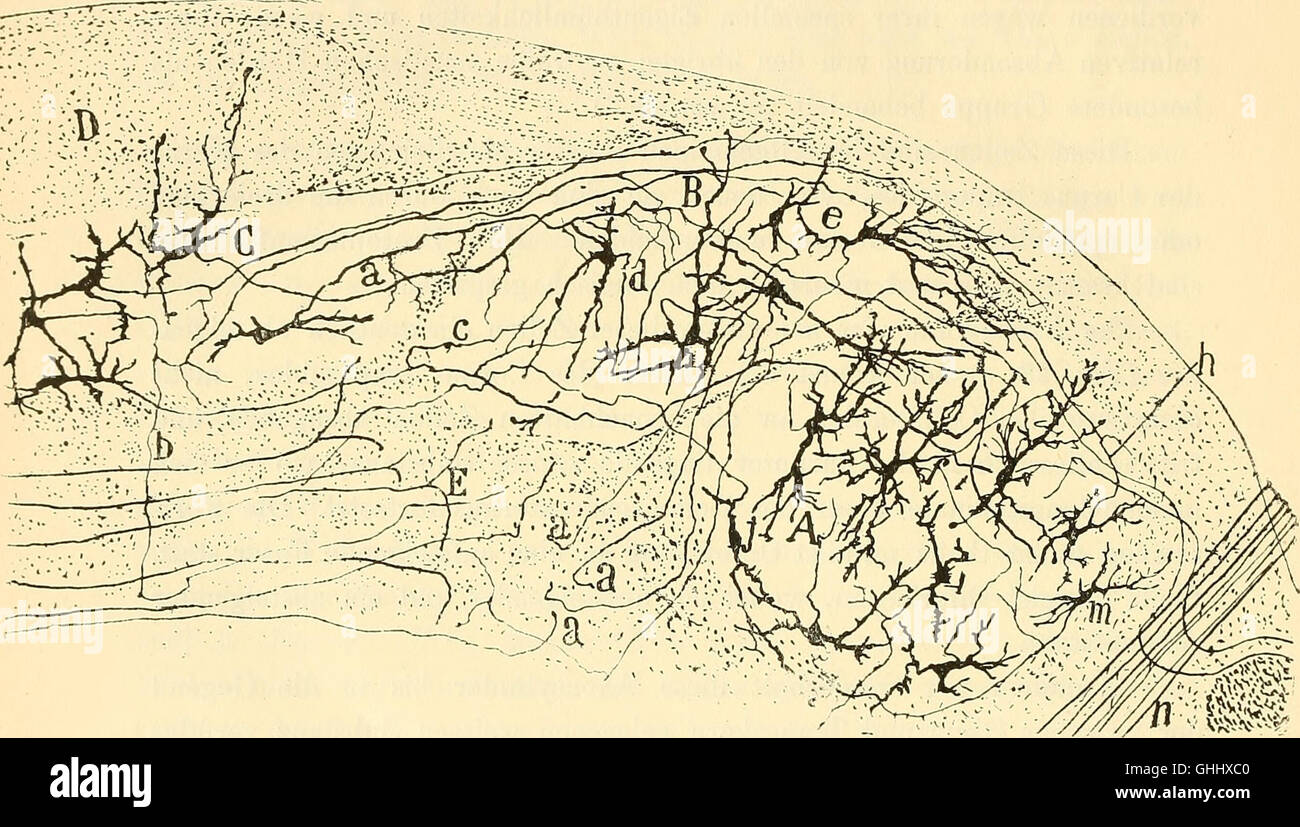 Diese Studie aus dem Jahr 1896 konzentriert sich auf das Medulla oblongata, Kleinhirn und den Ursprung der Hirnnerven und trägt zum Verständnis der Neuroanatomie und Gehirnfunktion bei. Stockfoto