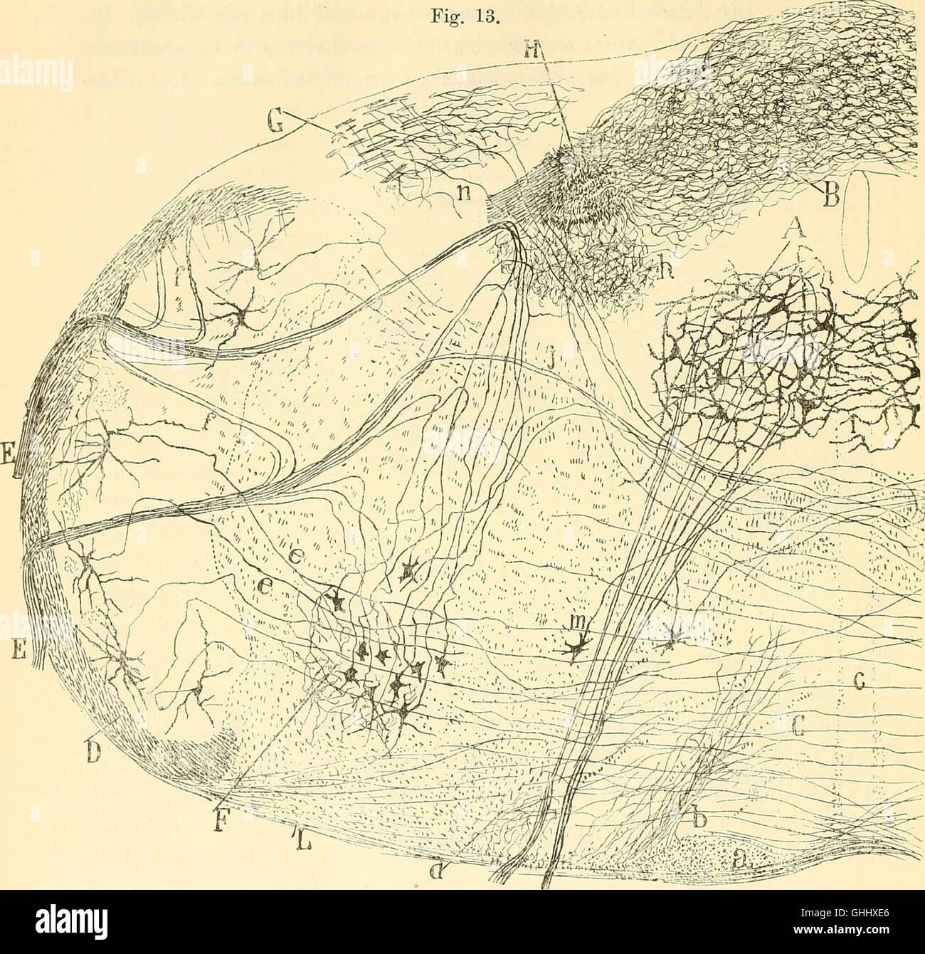 Diese Studie aus dem Jahr 1896 trägt zum Verständnis der Medulla oblongata, des Kleinhirns und des Ursprungs der Hirnnerven bei, wobei der Schwerpunkt auf anatomischer und neurologischer Forschung liegt. Stockfoto