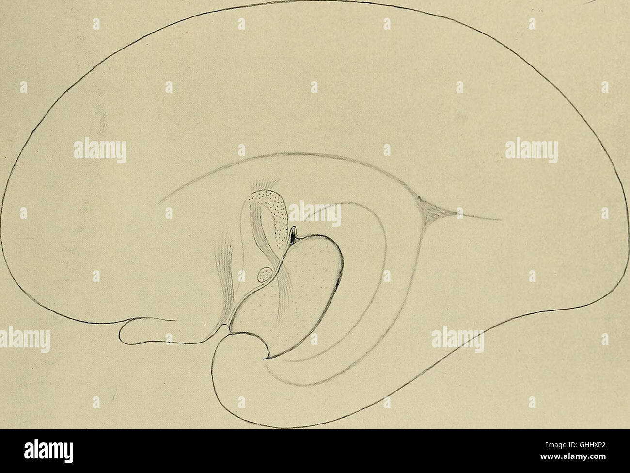 „Die Entwicklung des menschlichen Gehirns“ (1904), oder „die Entwicklung des menschlichen Gehirns in den ersten Monaten“, stellt Forschungsergebnisse zu den frühen Stadien der Gehirnentwicklung bei Säuglingen vor. Es konzentriert sich auf neurales Wachstum, kognitive Funktionen und sensorische Entwicklung im Säuglingsalter. Stockfoto