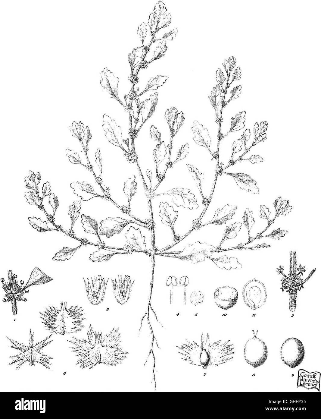 Ikonographie der australischen Salsolaceous Pflanzen (1889) Stockfoto