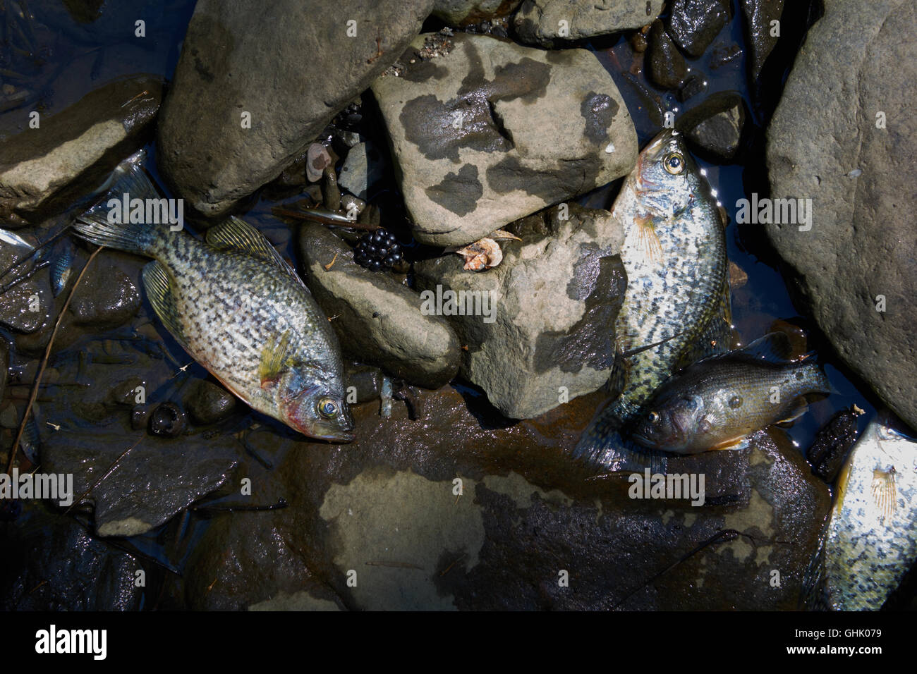 Tote Fische in ausgetrocknet Bachbett. Kalifornien. USA Stockfoto