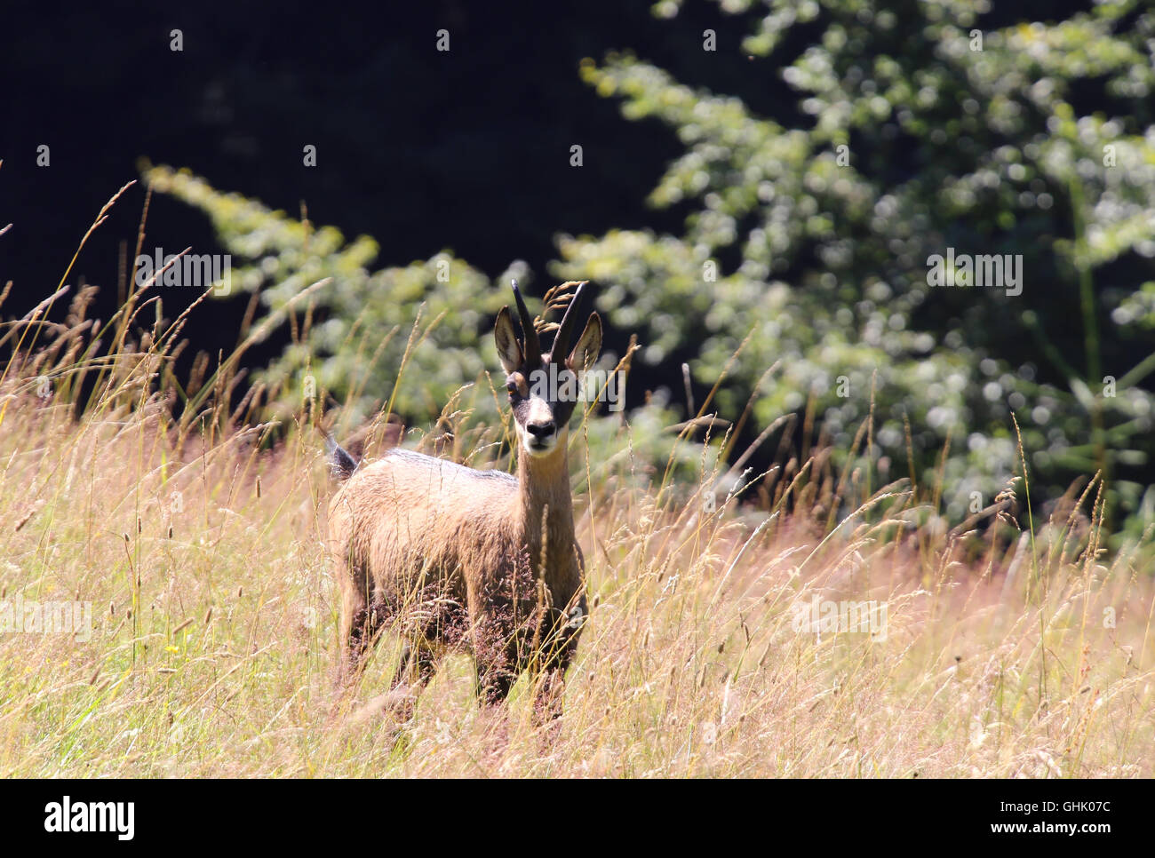 junge Gämsen unter dem Rasen in den Bergen im Sommer Stockfoto