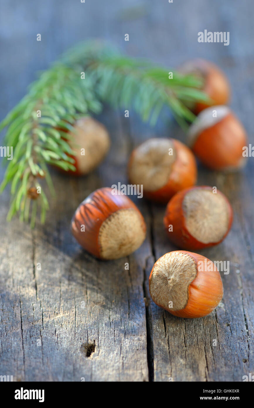 Haselnüsse auf alten Holztisch Stockfoto