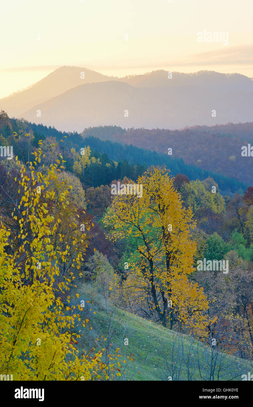 Birkenwald im sonnigen Morgen Herbst Stockfoto