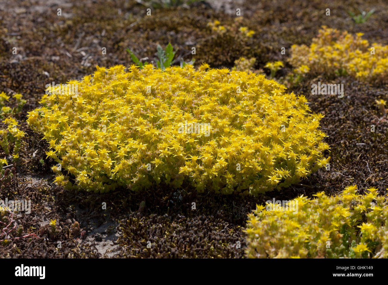 Gelbe Blüte Sedum Acre im Frühling Stockfoto