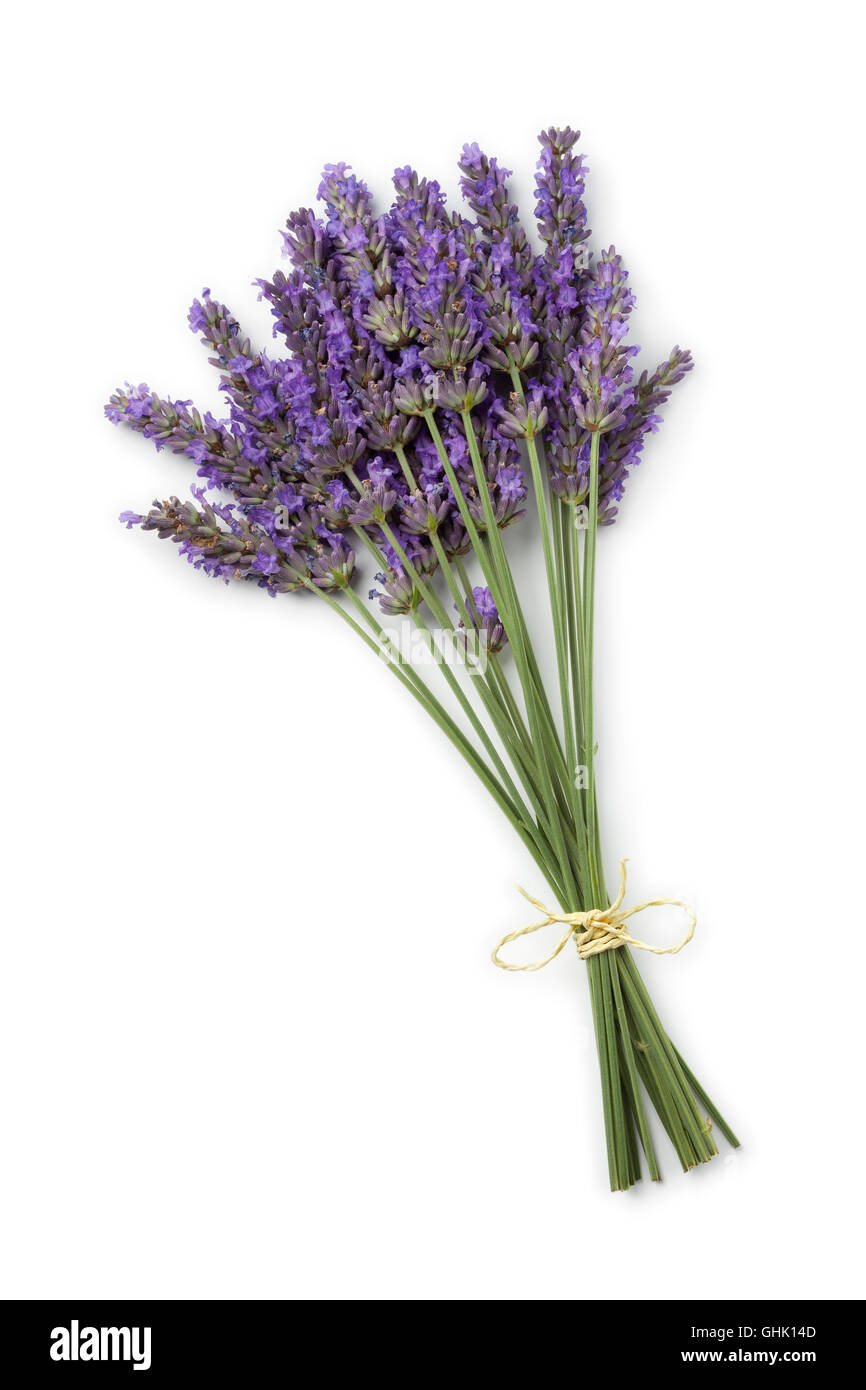 Bouquet von frischen Lila Lavendel Blumen auf weißem Hintergrund Stockfoto