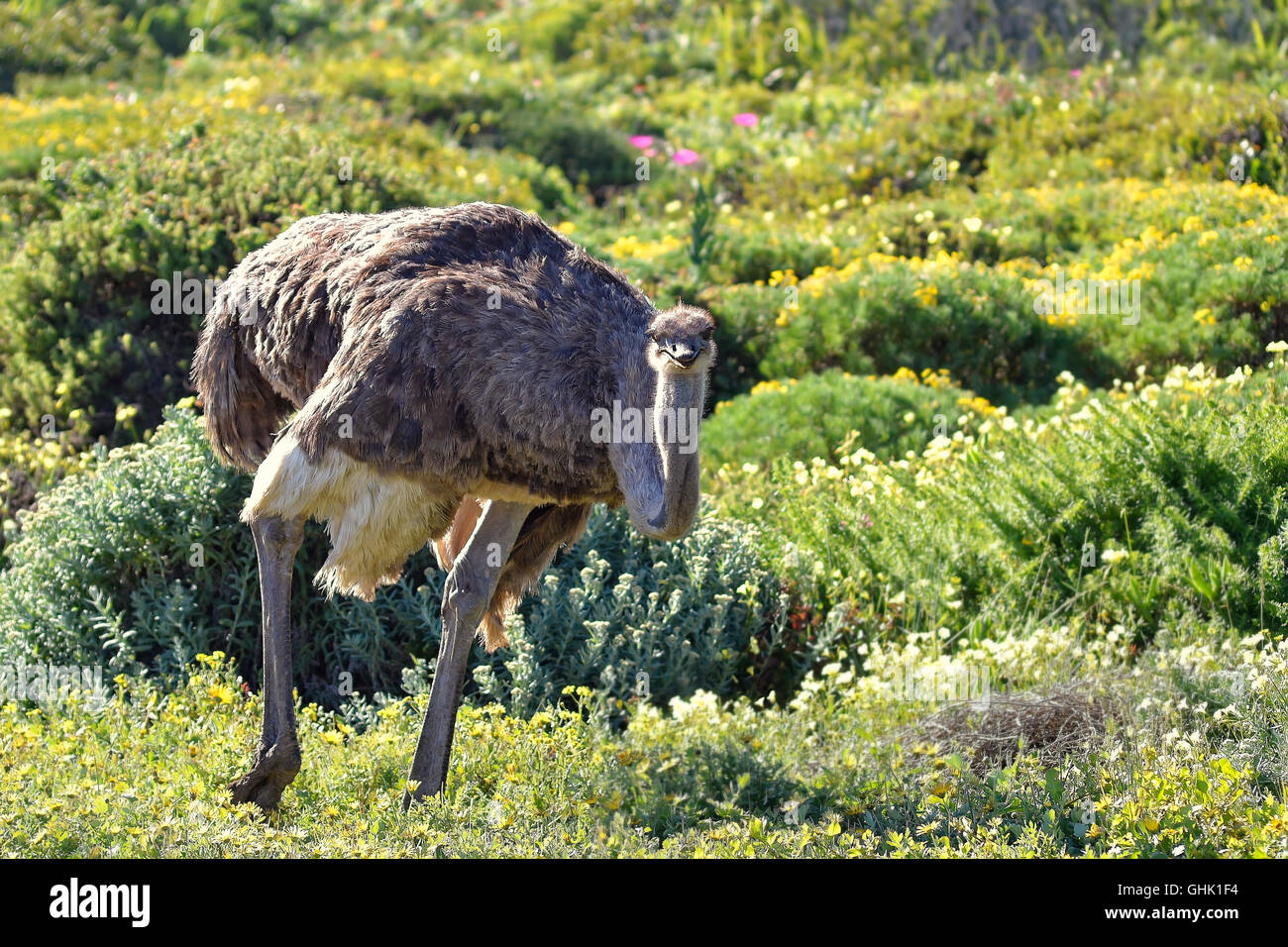 Weibliche Strauß (Strathio Camelus) inmitten von wilden Blumen in Yzerfontein, Westküste, Südafrika Stockfoto