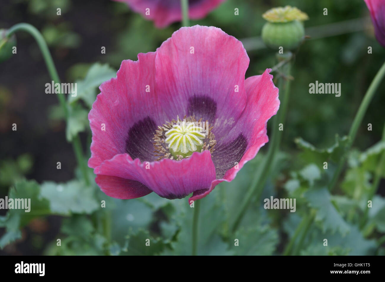 Rosa Mohn Blume im Garten Stockfoto