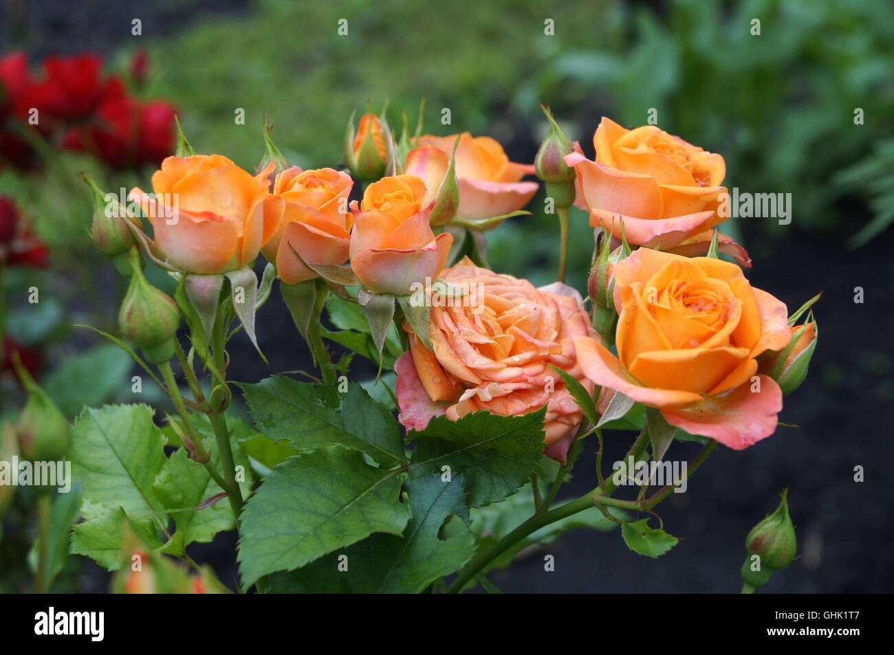 Orange rose Blumen im Garten Stockfoto