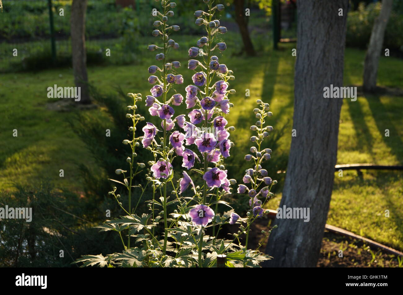 Delphinium-Blumen in Abend-Garten im sanften Gegenlicht Stockfoto