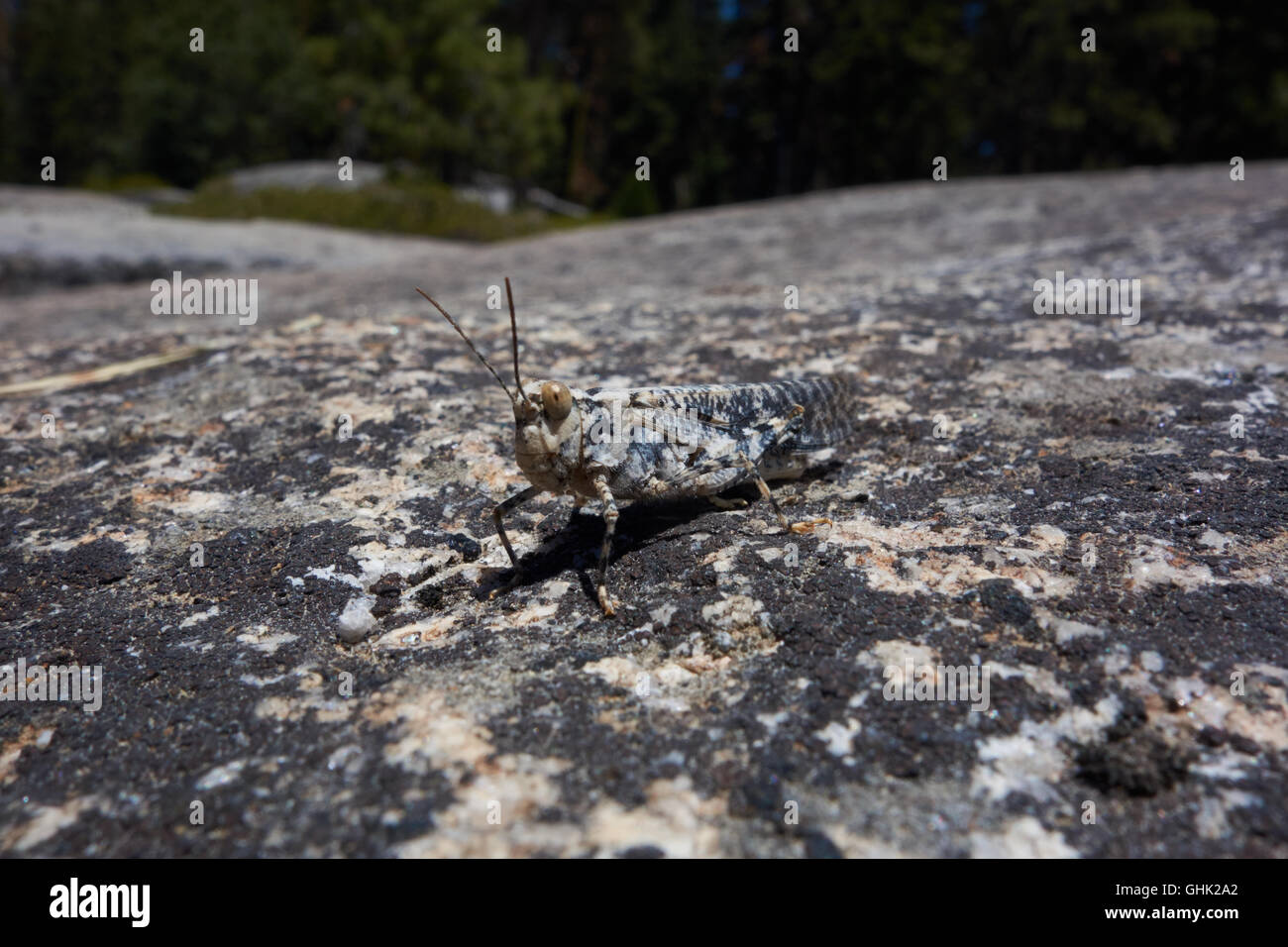 Gut getarnt Grasshopper auf Felsen. Sequoia National Park. Kalifornien. USA Stockfoto