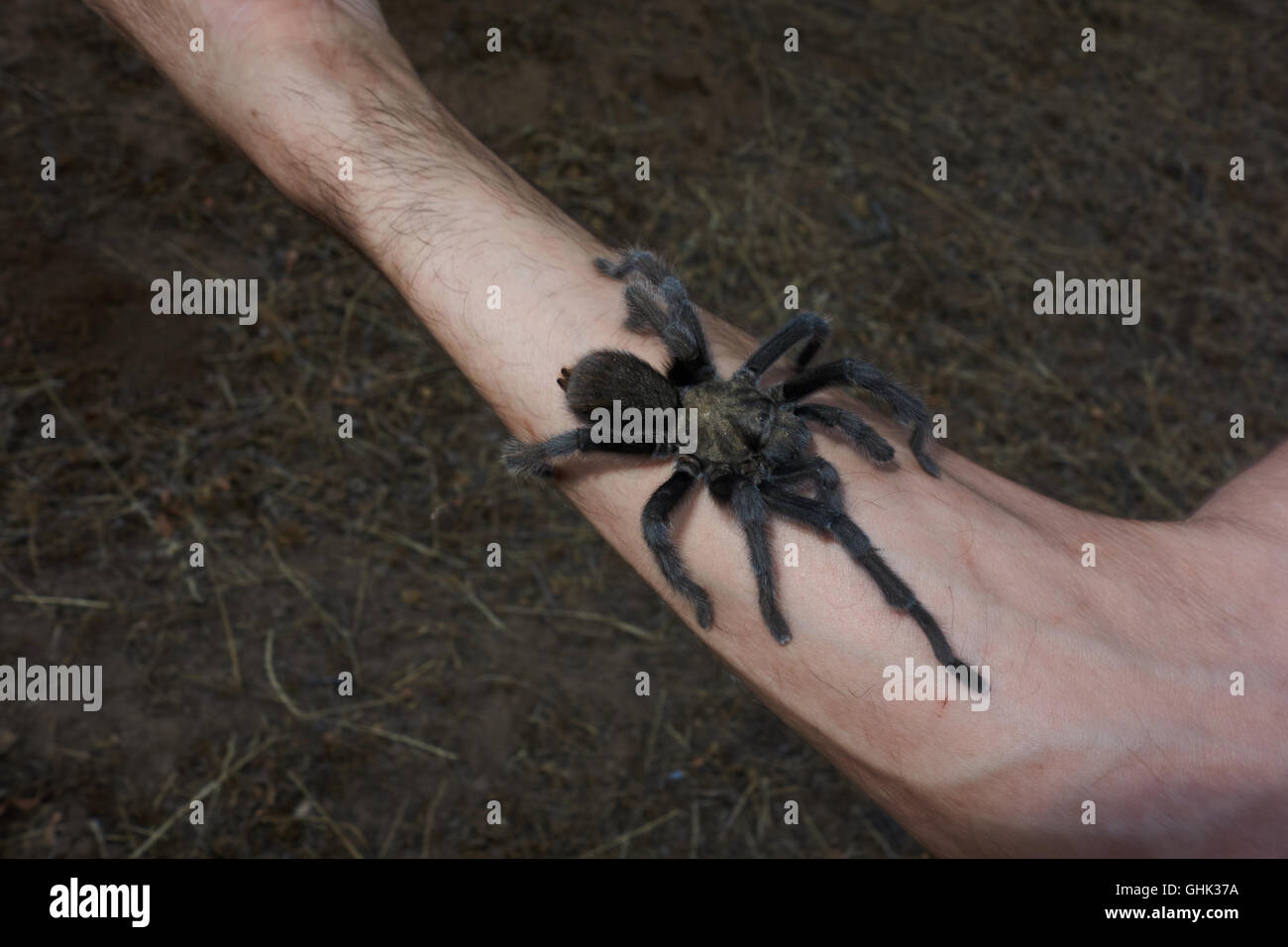 Wilde Vogelspinne auf Arm. Kalifornien. USA Stockfoto